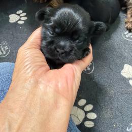 Mocha - Black and white male Shih Tzu puppy in Reddell, Louisiana from TINYSHIHTZUFURU