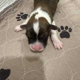 Yellow - Red female Pembroke Welsh Corgi puppy in Eltopia, Washington from PNW Pup Co.