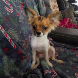 Mason - Sable spotted white male Chihuahua puppy in Ashtabula, Ohio from Paw's & Awe's Chihuahuas