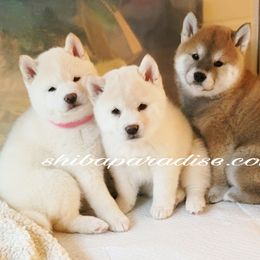 Shiba Inu Puppies from Shiba Paradise