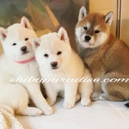 Shiba Inu Puppies from Shiba Paradise
