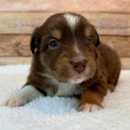 Valerie - Red tri female Miniature Australian Shepherd puppy in Midway, Texas from L Bar W Aussie Ranch