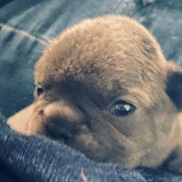 French Bulldog Puppies from Fur Baby Farms