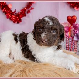 Valentina - Brown and white female Bernedoodle puppy in Connersville, Indiana from Deaz Doodle Ranch