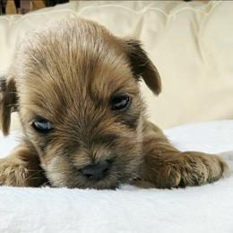 Gale - Brown male Lhasa Apso puppy in Jefferson, New York from Absolute Lhasa Love
