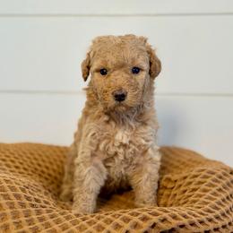 Truffle - Cream male Goldendoodle puppy in Livermore, Colorado from Heritage Hills Family Doodles