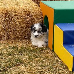 Australian Shepherd Puppies from Big Sky Aussies