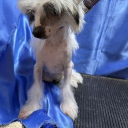 Girl 1 - White and black female Chinese Crested puppy in Pinedale, Arizona from Aradia