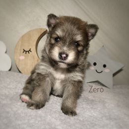 Pomsky Puppies from Florida Pomskies