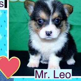 Australian Cattle Dog and Pembroke Welsh Corgi Puppies from Heelers in Texas