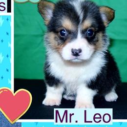 Australian Cattle Dog and Pembroke Welsh Corgi Puppies from Heelers in Texas