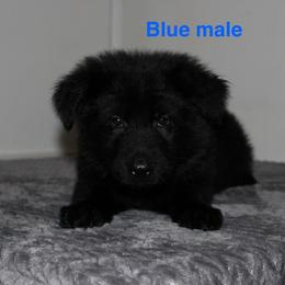 Light blue - Black male German Shepherd puppy in Ann Arbor, Michigan from Von Der Havier German Shepherds