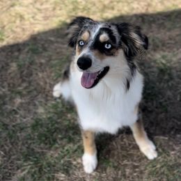 Winnie - Toy Australian Shepherd