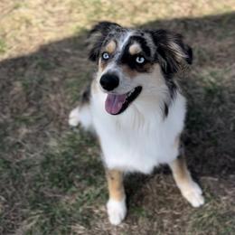 Winnie - Toy Australian Shepherd