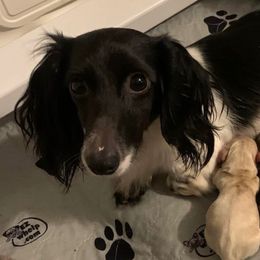 Primrose - Piebald female Dachshund puppy in Winamac, Indiana from WZ Kennels