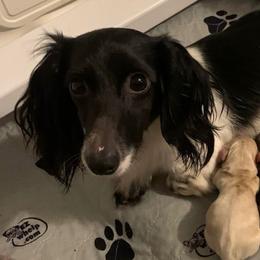 Primrose - Piebald female Dachshund puppy in Winamac, Indiana from WZ Kennels