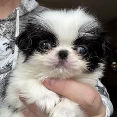 Boy - Black and white male Japanese Chin puppy in Little Rock, Arkansas from Montra Japanese Chin & Cavalier King Charles Spaniels