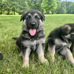 German Shepherd Puppies from Bear Lake Shepherds