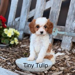 Tiny Tulip - Blenheim female Cavapoo puppy in Oxford, Pennsylvania from FriendlyPals