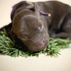 Girl 1 - Liver female Boykin Spaniel puppy in Capron, Virginia from Triple Creek Kennel