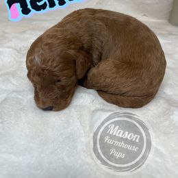 Hendrix - Red  male Goldendoodle puppy in Anniston, Alabama from Mason Farmhouse Poodles, Doodles & Poos (Breeding & Stud Services)