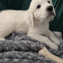 Pick 4 of male puppied - Light golden male Golden Retriever puppy in Muncie, Indiana from Scarlett Creek Retrievers and Samoyeds