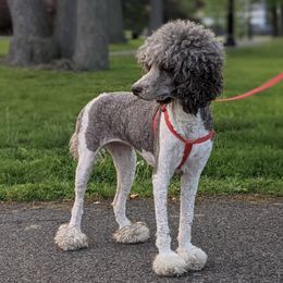 French Bulldogs and Poodles from Poos&Bulls Keepsake