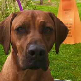 Rhodesian Ridgebacks from Sue's Rhodesian Ridgebacks