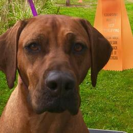 Rhodesian Ridgebacks from Sue's Rhodesian Ridgebacks