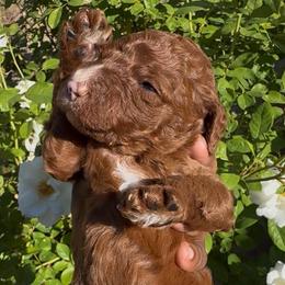 Roux - Red  male Poodle puppy in Corona, California from Garden Of Poodles