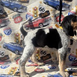 Girl 1 - Blue ticked and tan female Bluetick Coonhound puppy in Mount Pleasant, Texas from Harmons Hounds