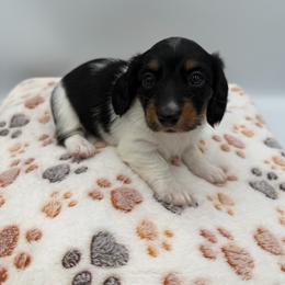 MJ - Piebald female Dachshund puppy in Chandler, Arizona from KCK9 Dachshunds