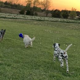 German Shorthaired Pointers from Farmbrook