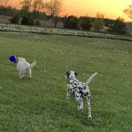 German Shorthaired Pointers from Farmbrook