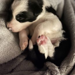 Border Collie Puppies from Trailblazer Border Collies