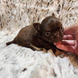 Chocolate, tan, white 2 - Chocolate male Chihuahua puppy in Richmond, Virginia from Breens