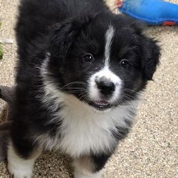 Simon - Black tri-color male Australian Shepherd puppy in Ruffin, North Carolina from Ramblin Ridge Australian Shepherds