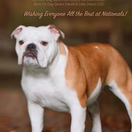 LILA - Bulldog