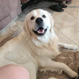 Gus - Golden Retriever