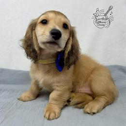 Falcon - Cream male Dachshund puppy in Pulaski, Tennessee from Billboard Doxies