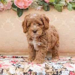 Georgia O'Keefe - Red Australian Labradoodle puppy in Statesville, North Carolina from Rose Cottage Labradoodles