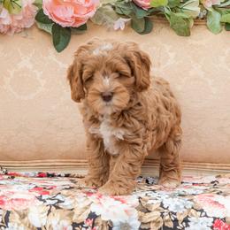 Georgia O'Keefe - Red Australian Labradoodle puppy in Statesville, North Carolina from Rose Cottage Labradoodles