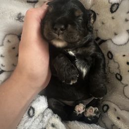 Cocker Spaniel Puppies from Abundance of Joy LLC