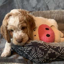 Cockapoo and Mastiff Puppies from MuddyBootsDoodles