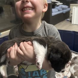 Cardigan Welsh Corgi Puppies from Squires Corgi Cottage