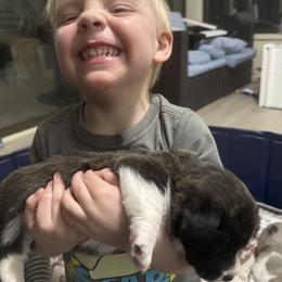 Cardigan Welsh Corgi Puppies from Squires Corgi Cottage