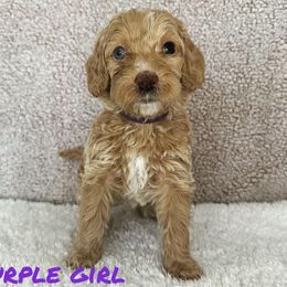 Girl 4 - Goldendoodle puppy in Modesto, California from Two Doods Doodles
