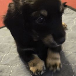 T'Chala - Black and cream male Dachshund puppy in De Land, Florida from Double Aces Doxies