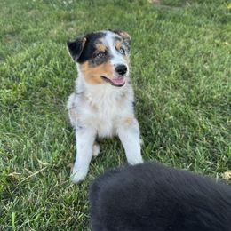 Australian Shepherd Puppies from CV Aussies