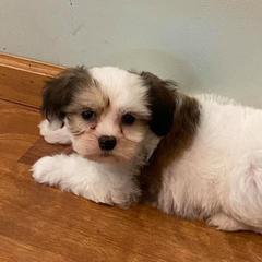 Dachshund, Mal-Shi, and Morkie Puppies from Woodpecker Ridge Pups